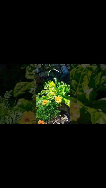 Garden is looking good have picked heaps from it