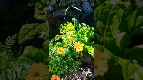 Garden is looking good have picked heaps from it