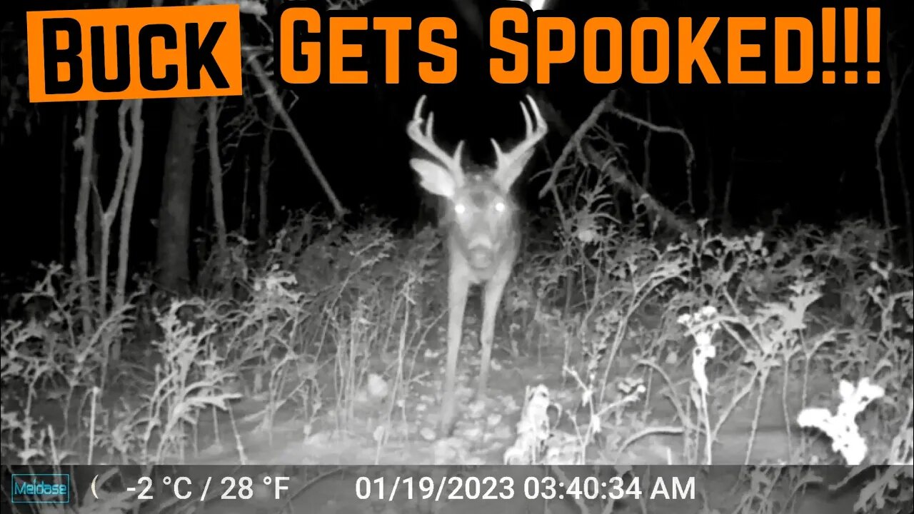 CAUGHT On CAMERA!!! (Spooky Buck)