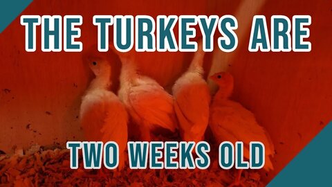 Two Week White Turkey Update.
