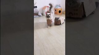 FUNNY CUTE PUPPY - Tiktok Compiled #Shorts