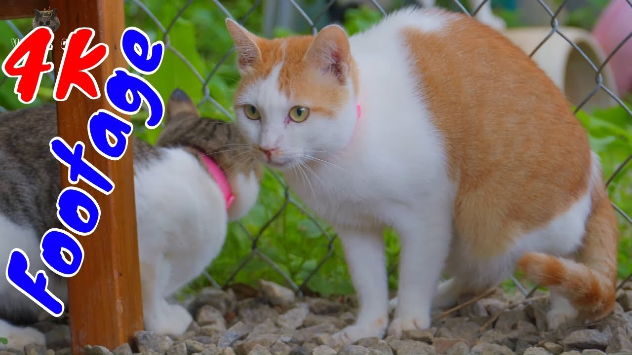 4K Quality Animal Footage - Cats and Kittens Beautiful Scenes Episode 2| Viral Cat