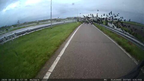 Birds, birds, birds op de busbaan naar De Hoek