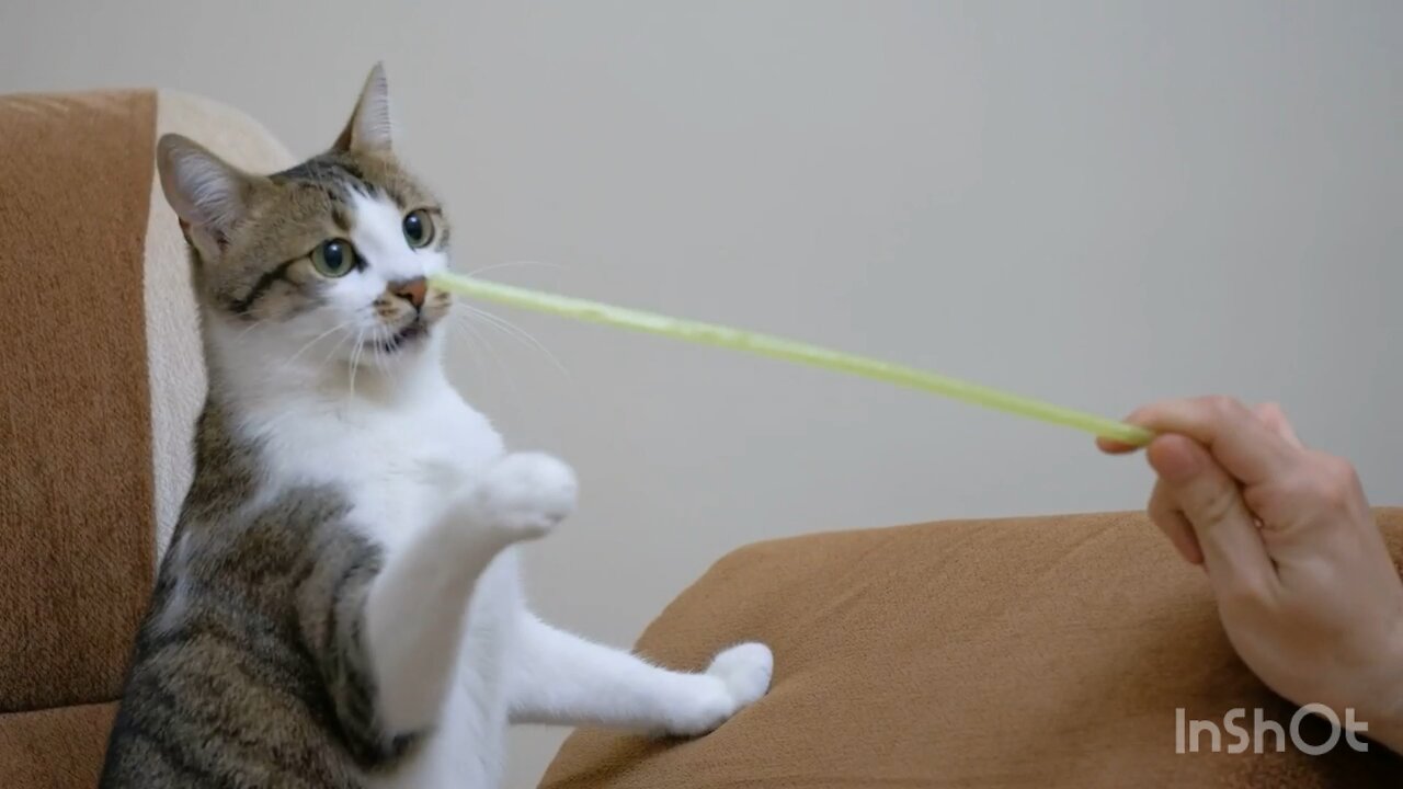 A pet owner playing with a cute cat with a straw.