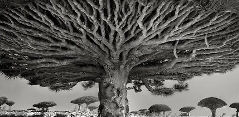 Why Did They Cut Down All The Giant Trees - The truth is out there