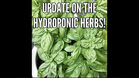 Update on the hydroponic herbs