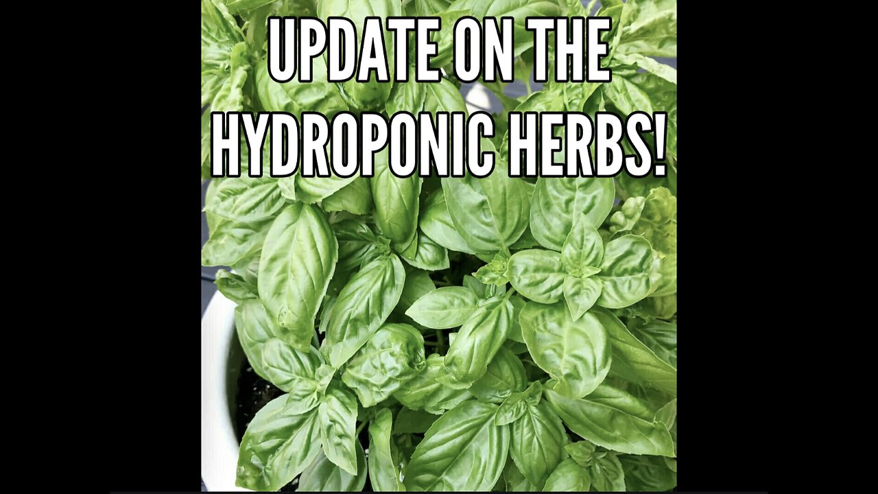 Update on the hydroponic herbs