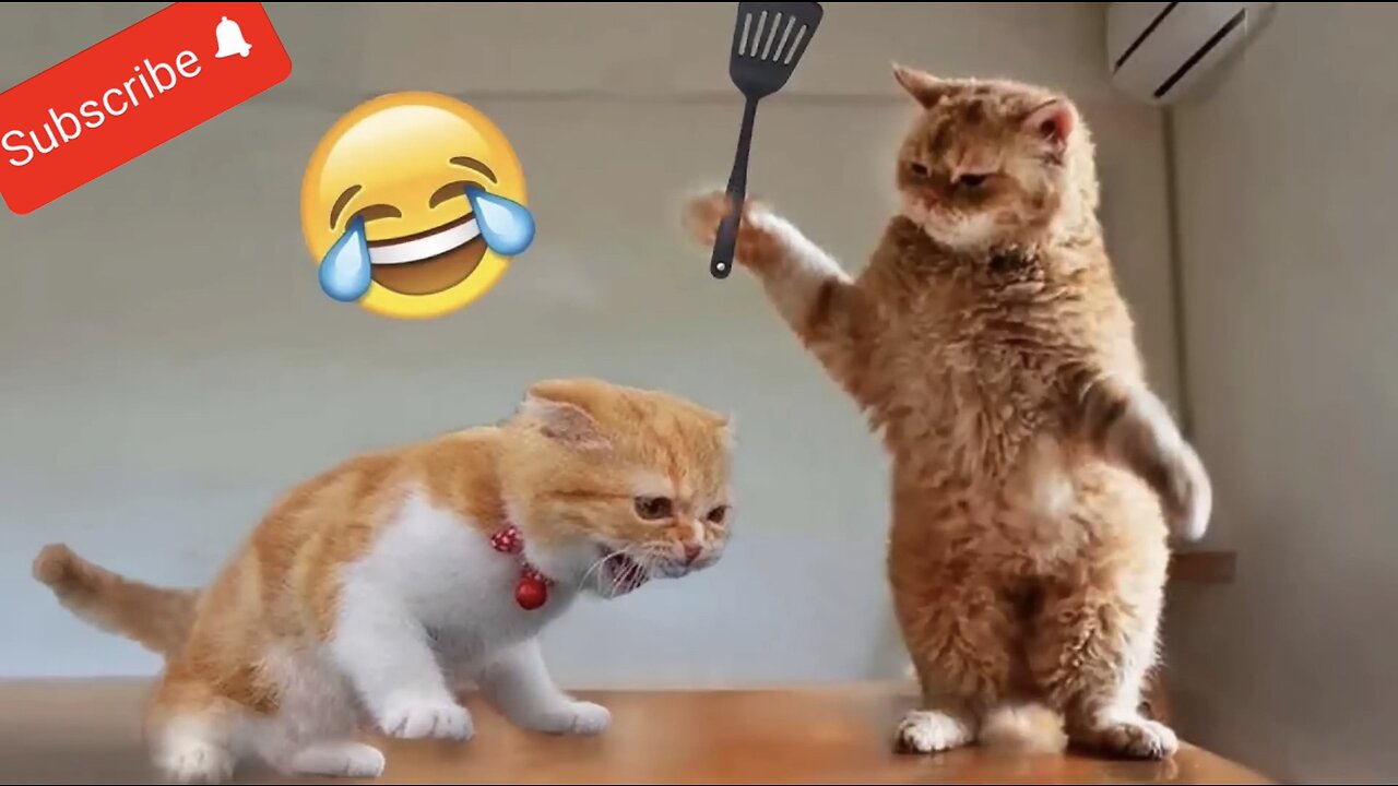 Funny Animal Video 2023 - Funny cat video 🐈🐈⬛