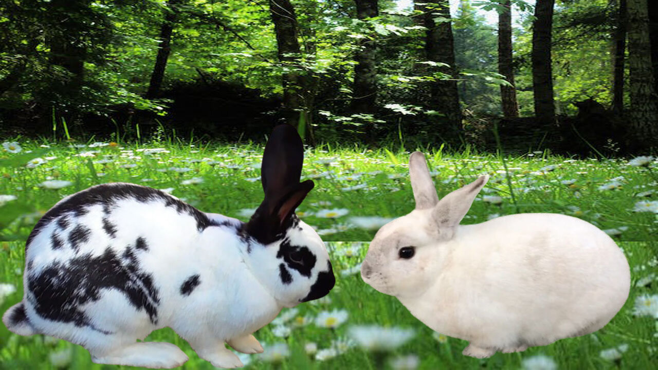 Adorable Rabbits Having Fun and Eating