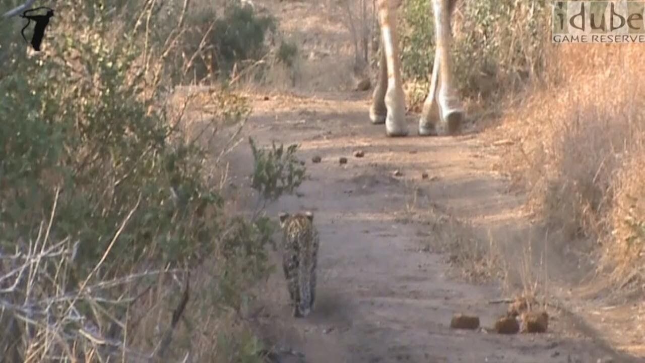 Leopard Cub Stalks Giraffe! (HD)