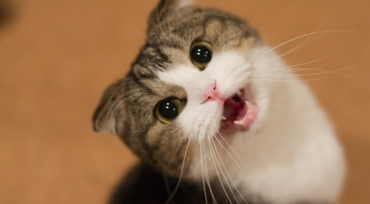 Funny Cats and Kittens Meowing Compilation