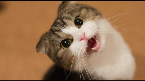 Funny Cats and Kittens Meowing Compilation