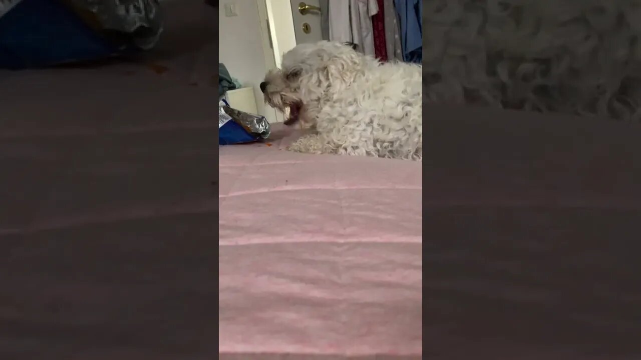 Looked away for one second and the mofo stole my chips