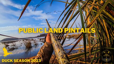 SOLO Duck Hunt on Public Land (PINTAILS) | Duck Season