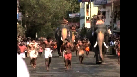 Incredible Elephant Racing