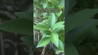 The Kumquat Tree Is Unbelievably Productive In A Pot!