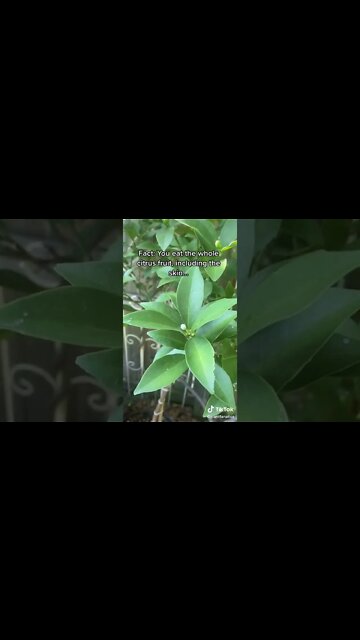 The Kumquat Tree Is Unbelievably Productive In A Pot!