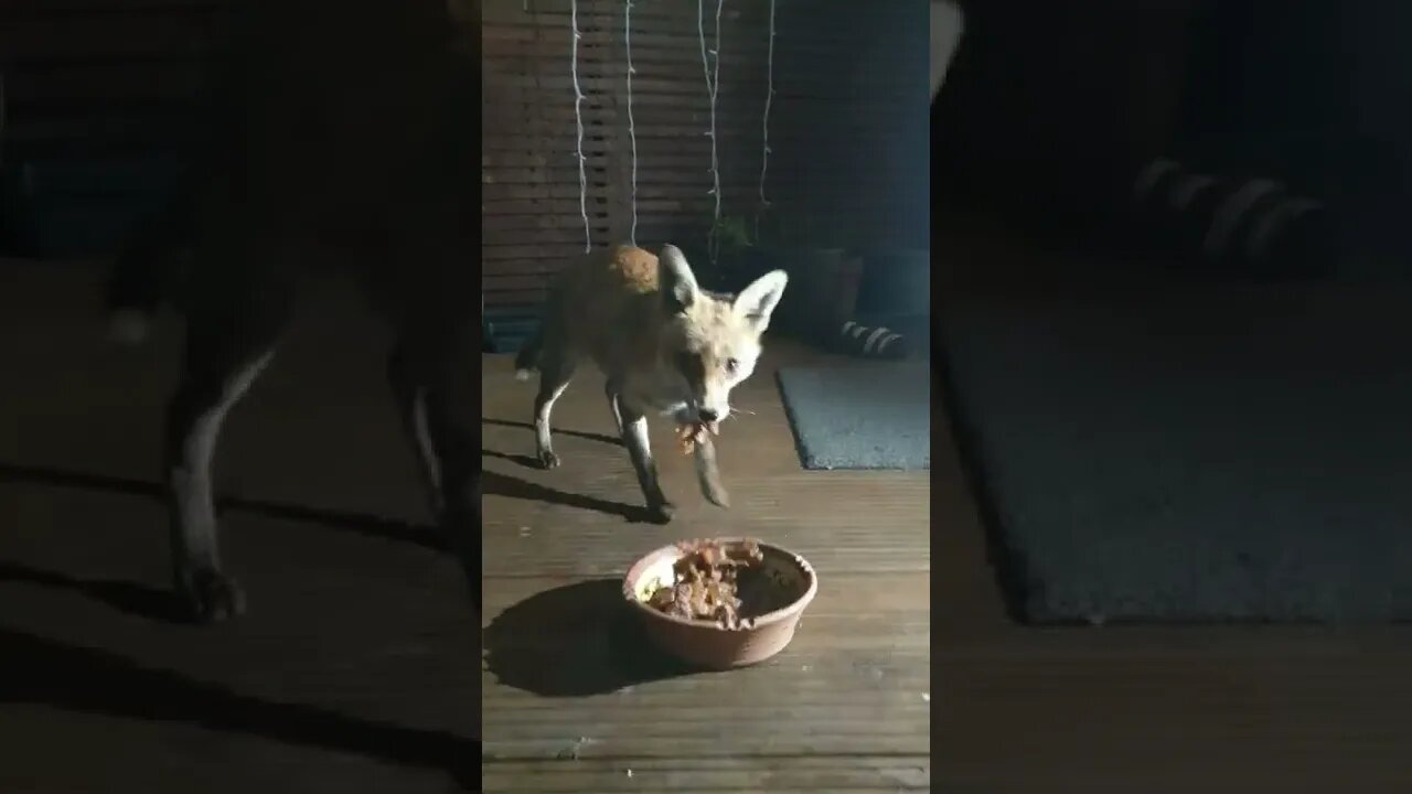 🦊Urban #fox and new mother Ajax comes for her nightly scoff of Lidl #dog food - from 3 months ago