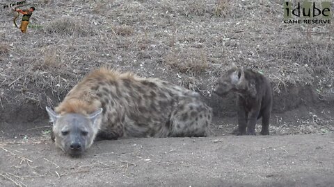 Watching Hyenas, Part 4