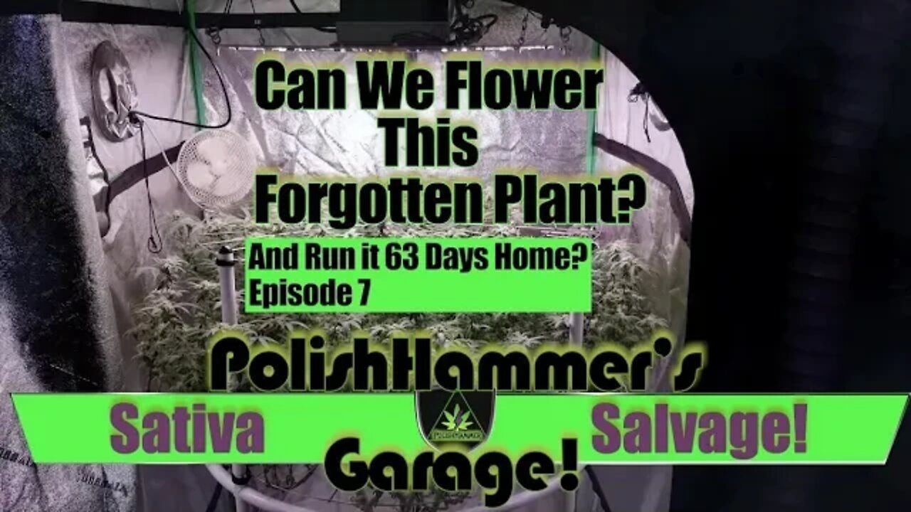 Sativa Salvage Ep 7 "Drive with the Fear" 🦅😱🕸🕷👊🏼💪🏼🔥💨🔨 #GETBACKUP #MAC1 #WEBBGRO #GEEKLIGHT