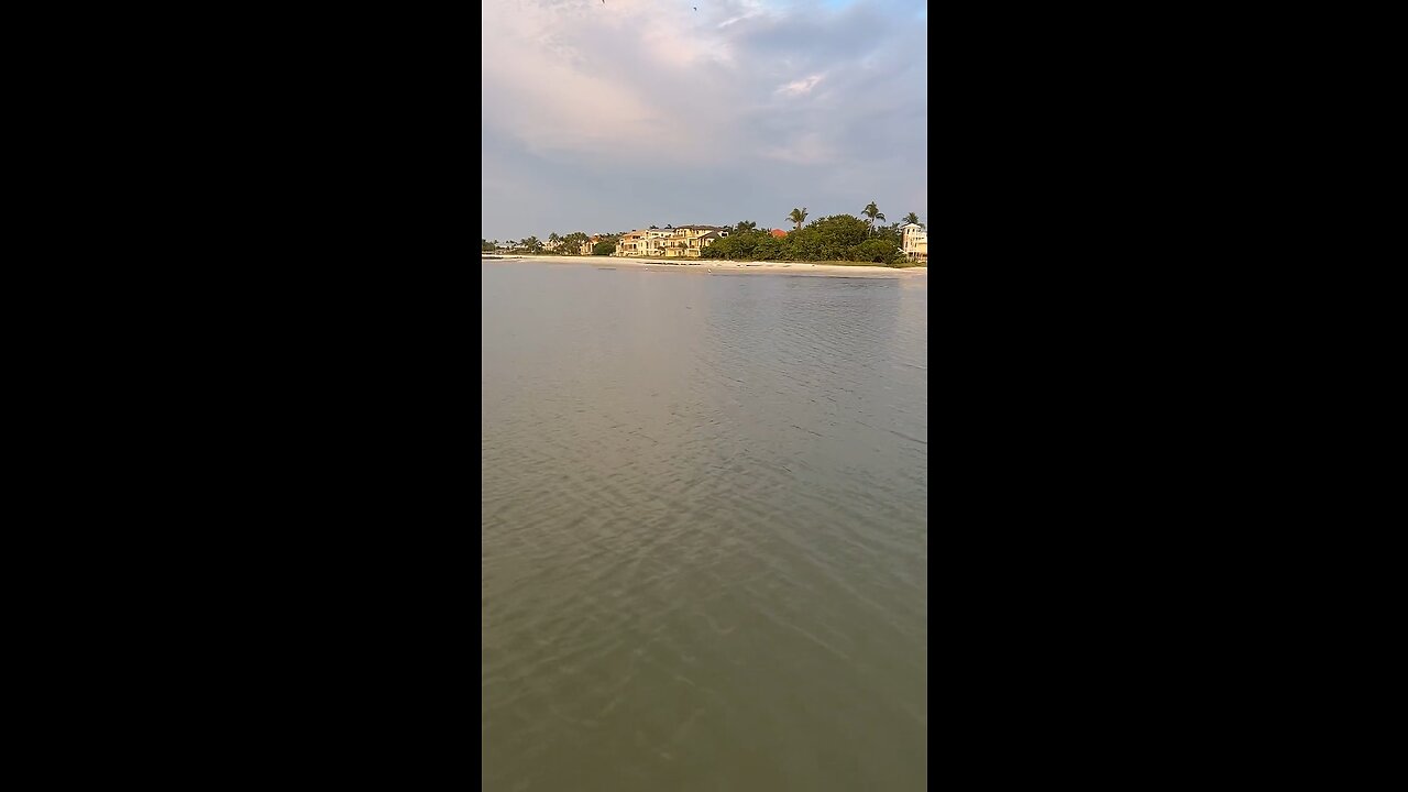Livestream Highlights - Incredible Dolphin Jump & Catch Part 2! #Dolphin #MarcoIsland #Livestream #