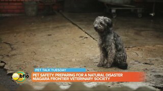 Pet Talk Tuesday – Pets and natural disaster