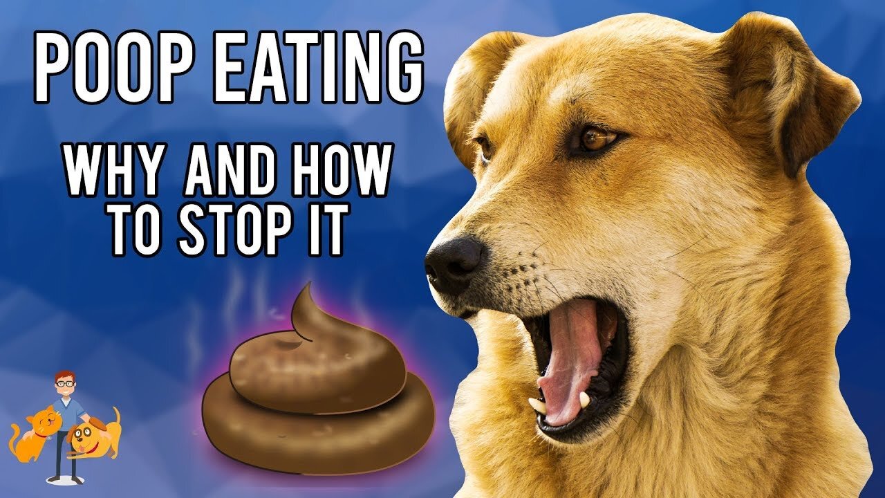 Why Dogs Eat Poop and How to Stop It (Coprophagia)