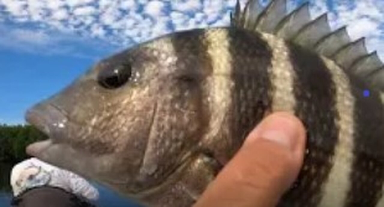 Urban Backwaters 004, Shrimp VS Sheepshead