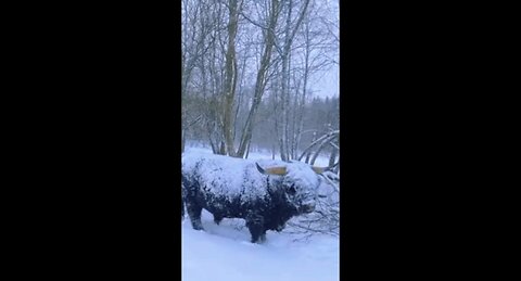 Do Highland Cows make good pets?