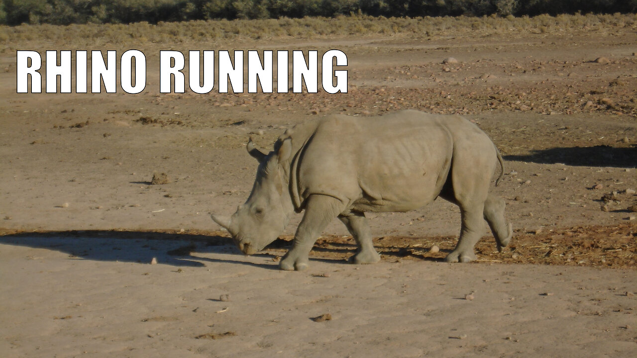 Rhino running in Inverdoorn