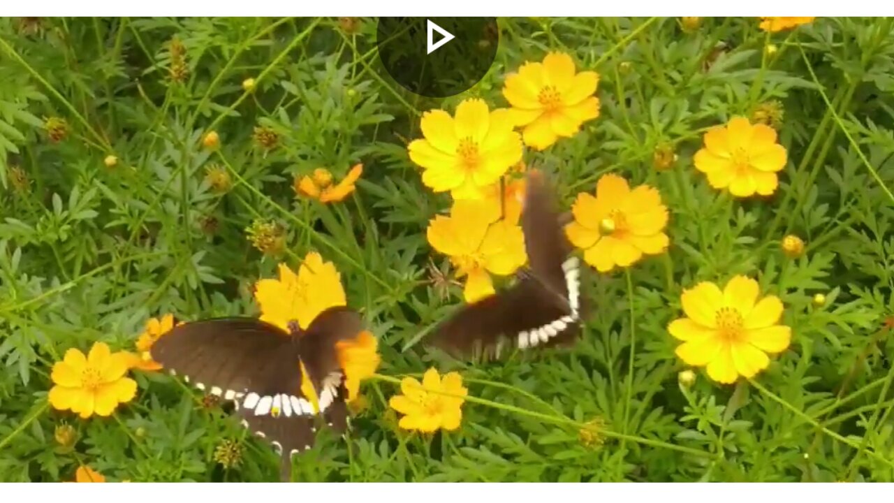 COUPLE BLACK BUTTERFLY ENJOY PART- 2