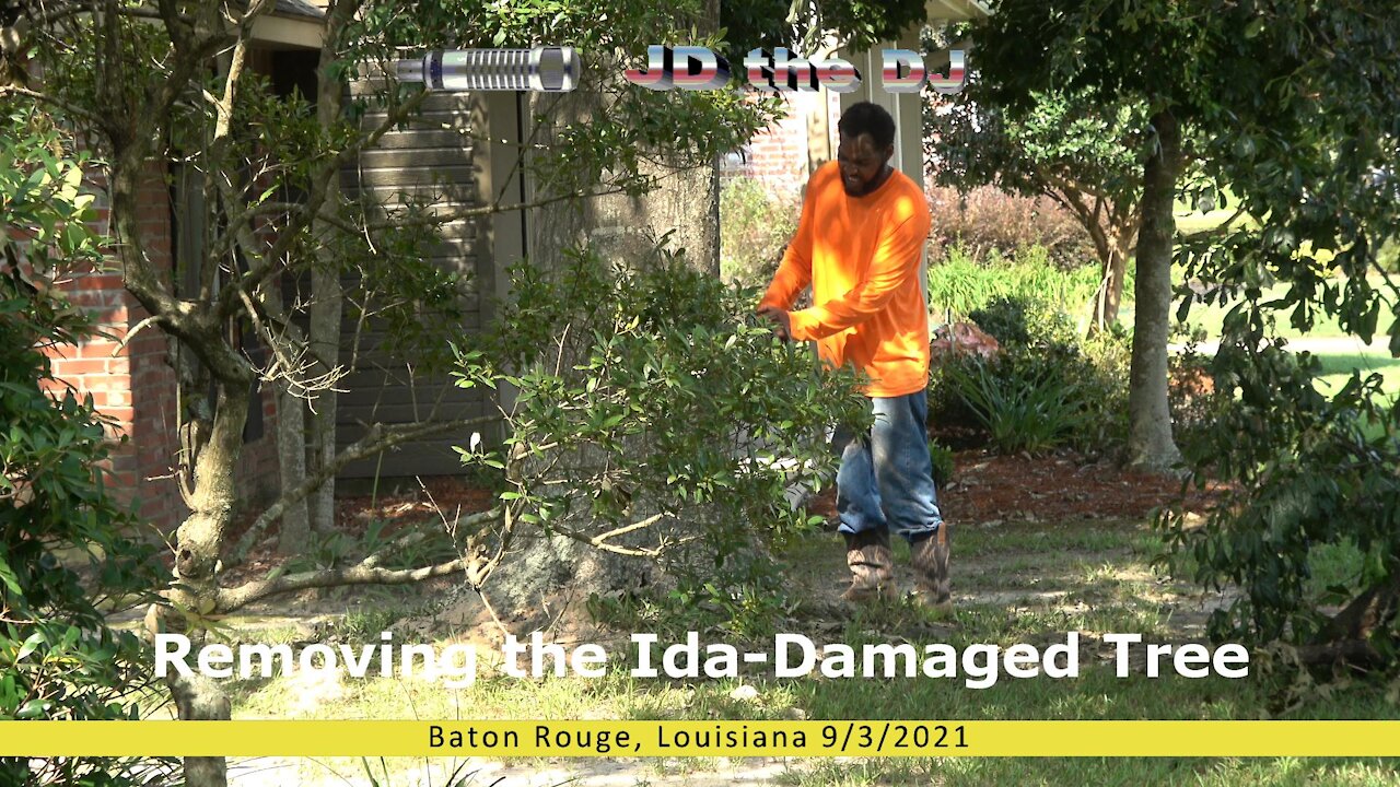 Removing the Ida-Damaged Tree