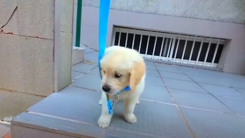 Puppy's First Steps on the Stairs