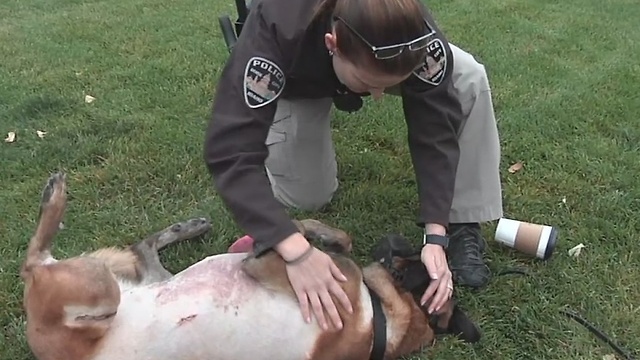 Boise Police K-9 Jardo recovering from gunshot wound