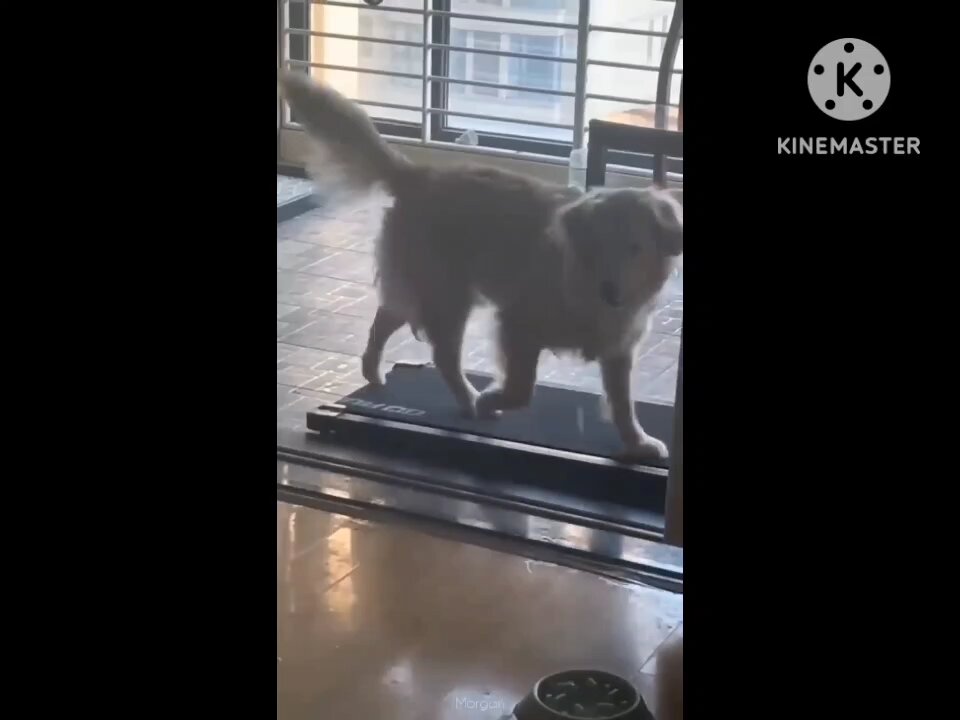 funny cat video