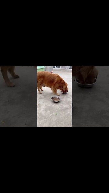 This is the mother's love and no one can replace. #trending #motherlove #adorepankaj #shorts