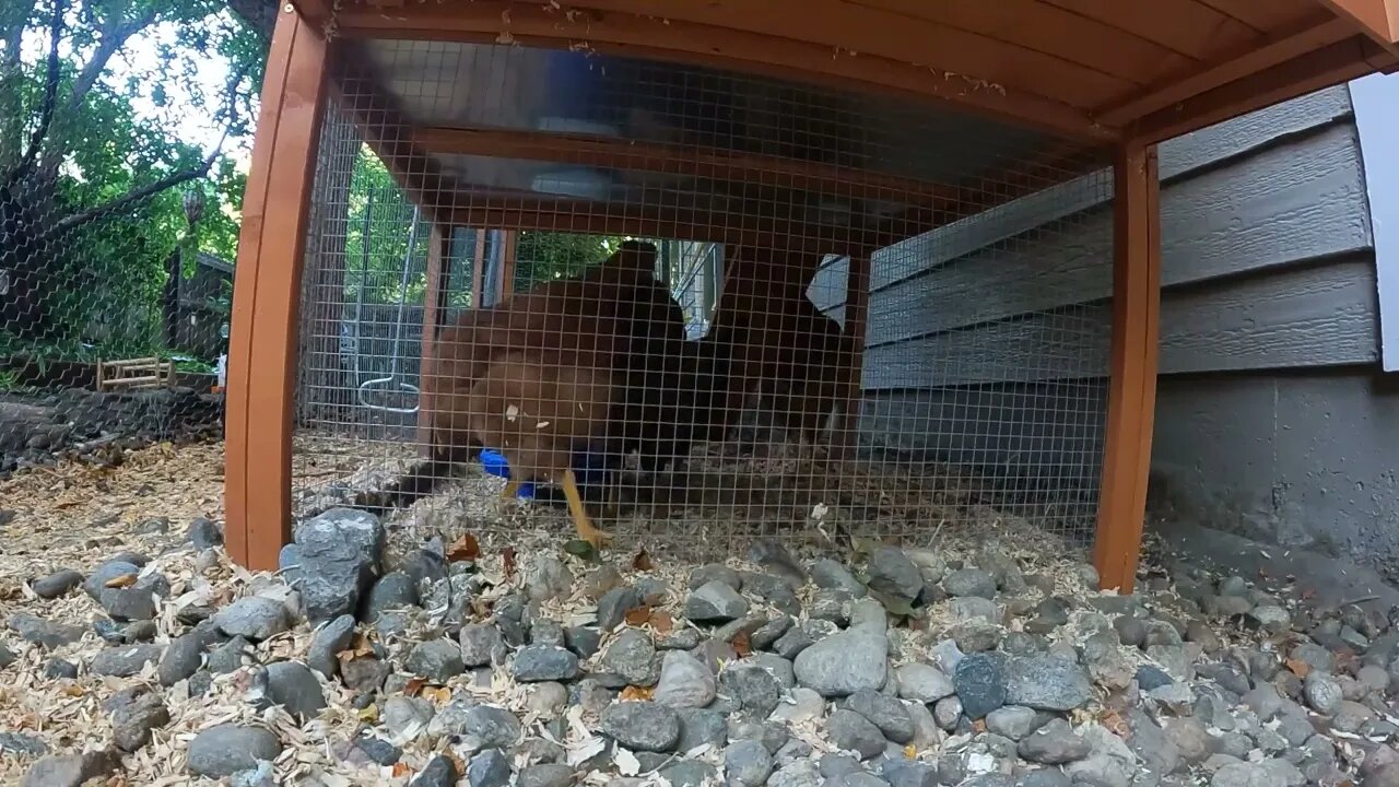 My Backyard Chickens - Week 13 Compilation