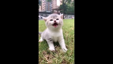 Cute_Little_Kitten_🥰❤❣(480p)