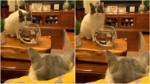 Cute And Funny Cat Reaction 🤣🤣