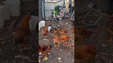 The chickens are VERY curious about the boys’ new project #diy #animals #shorts