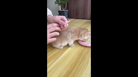 first time vaccination of cute kitten