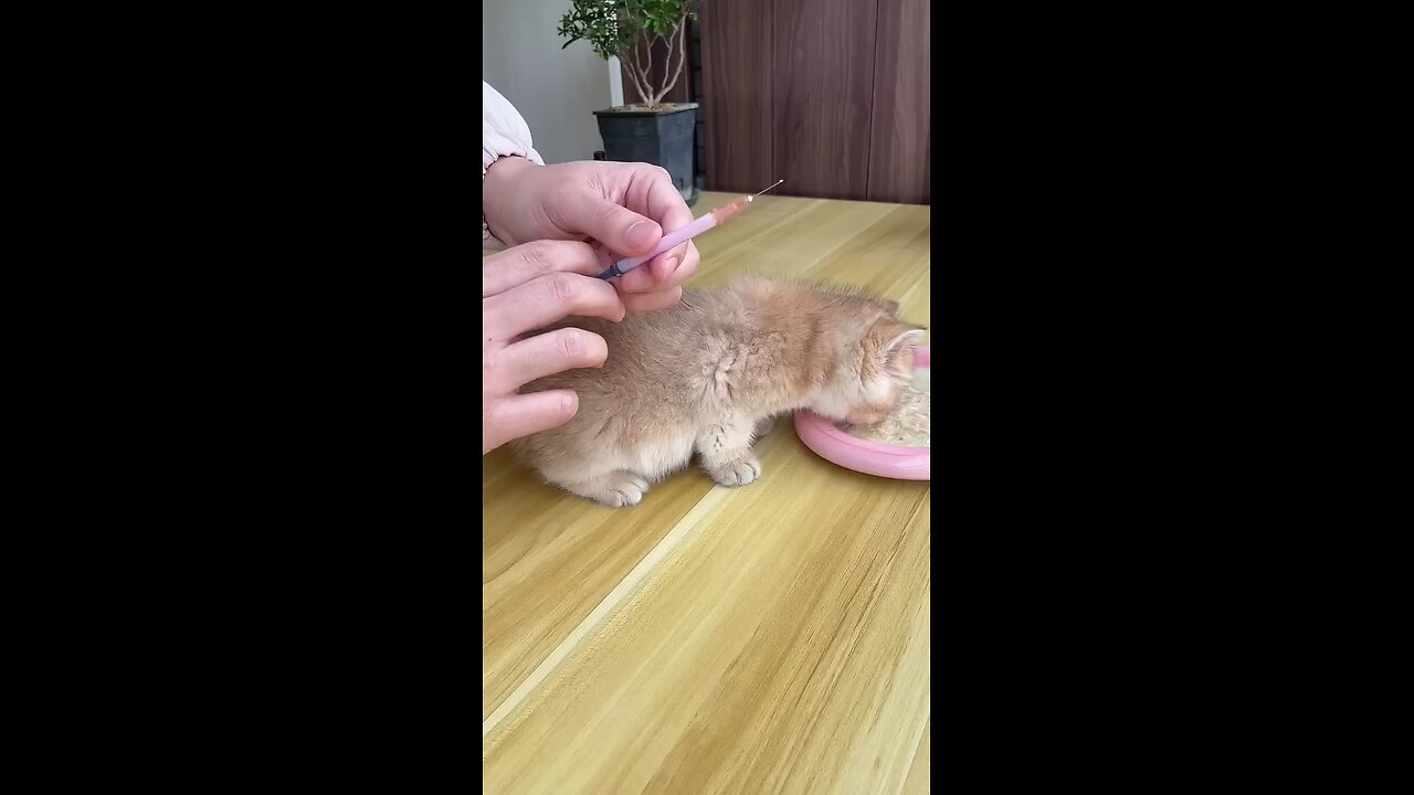 first time vaccination of cute kitten