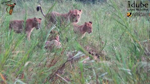 Daughters Of The Mapogo Lions - Rebuilding The Othawa Pride - 53: After A Thunderstorm