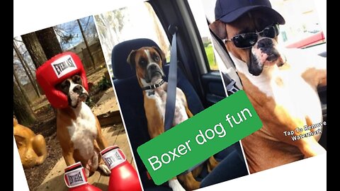 Boxer dog enjoy