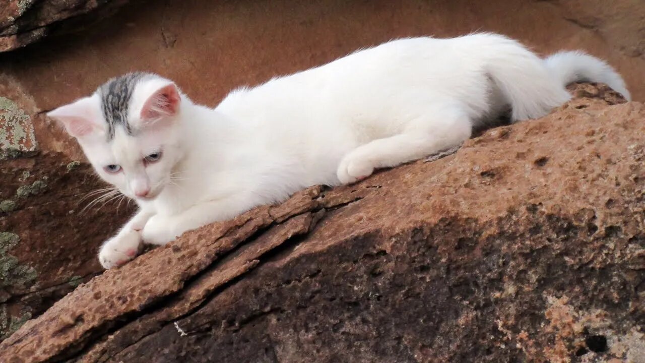 Our Cats #85 #shorts - Moving Across Large Boulders at Sunset