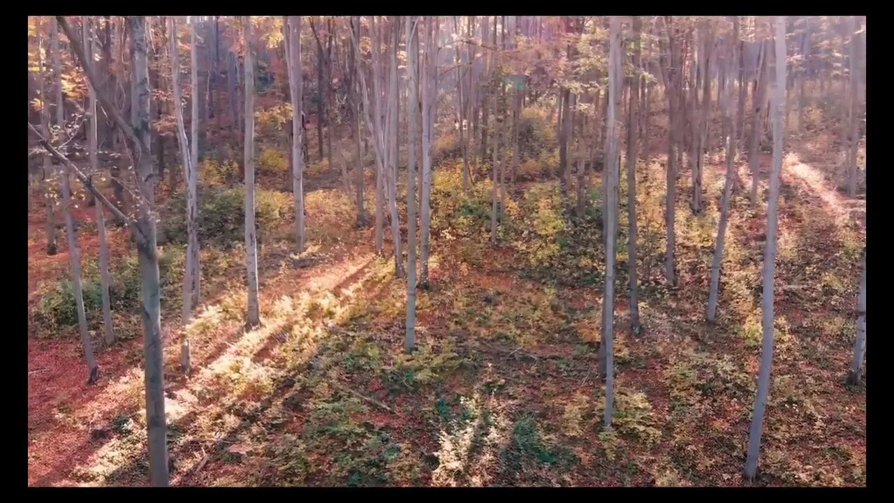 Nature forest free stock footage No Copyright Audio And Footage