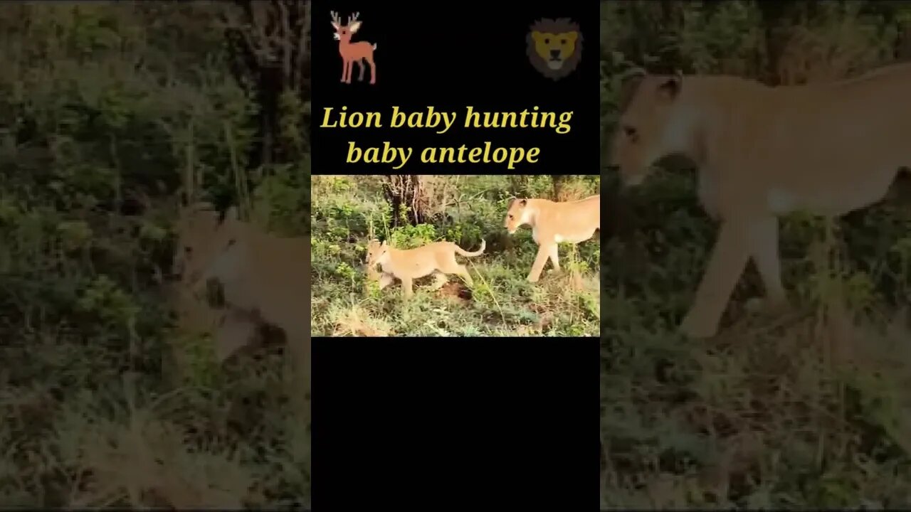 Lion baby hunting baby antelope 🦌#shorts #youtubeshorts