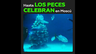 Incluso los peces celebran con un espíritu navideño en Moscú