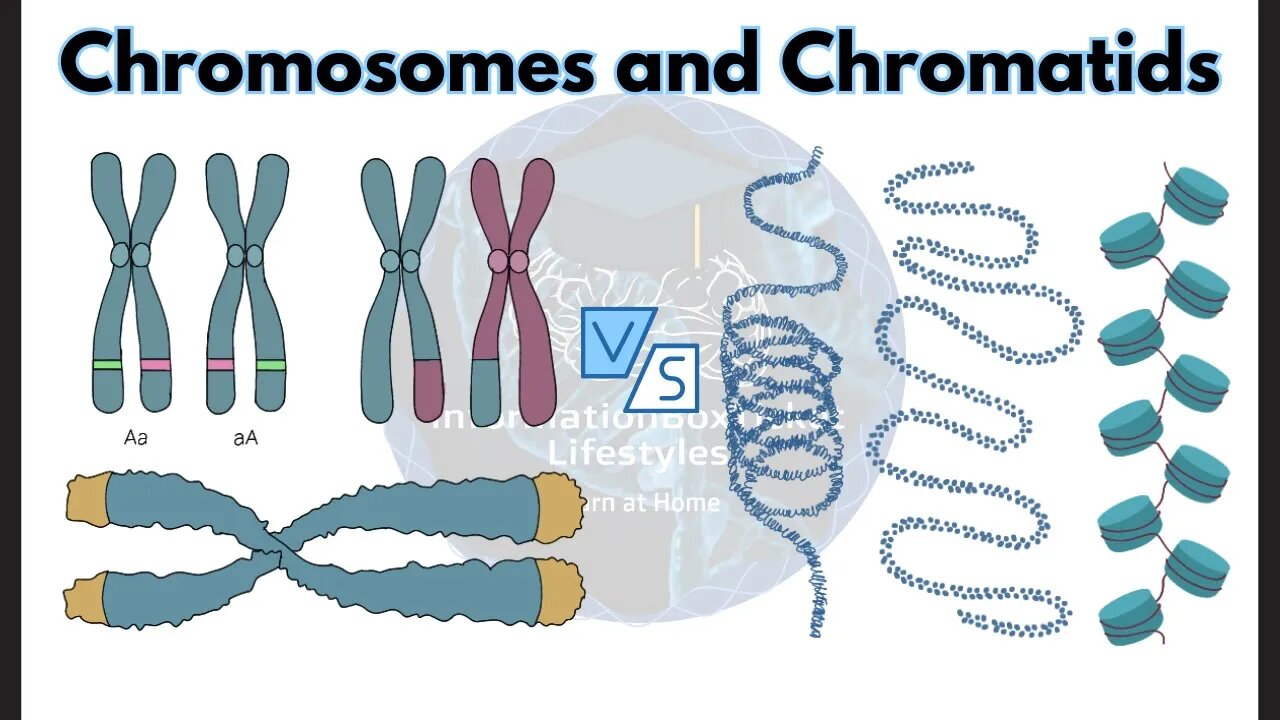 Genetics Explained | Chromosomes Vs Chromatids | Difference between DNA Decoded