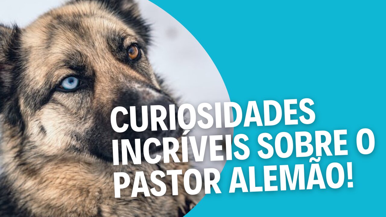 5 Curiosidades Surpreendentes Sobre o Pastor Alemão